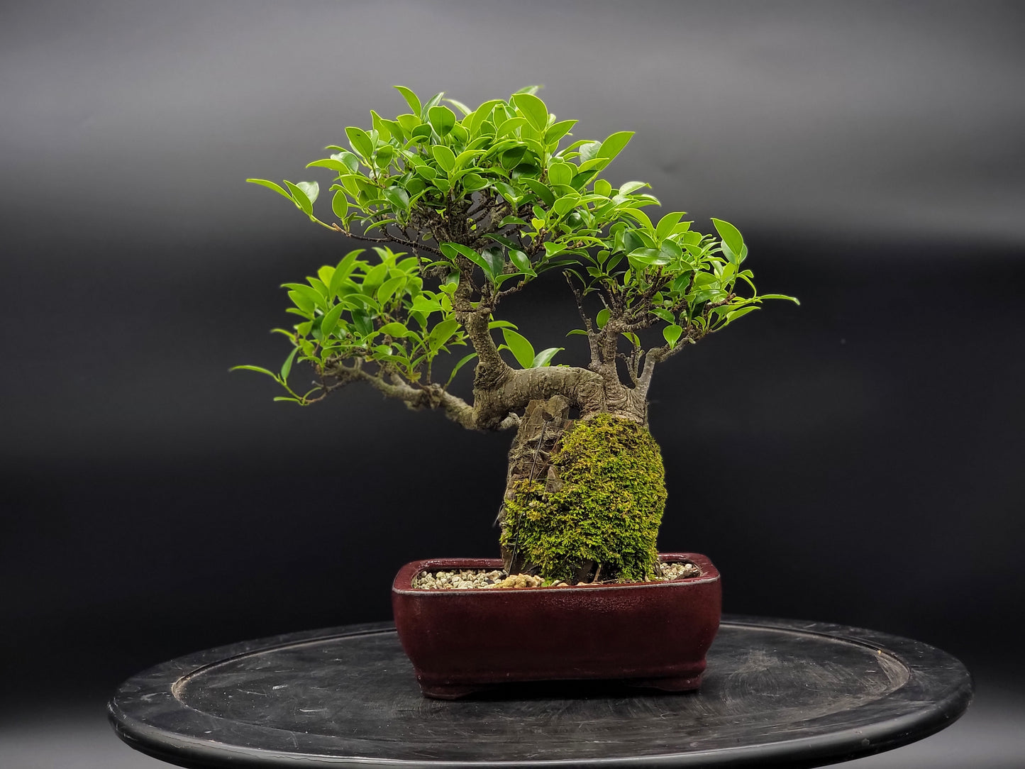 Tiger Bark Ficus ~15yrs old