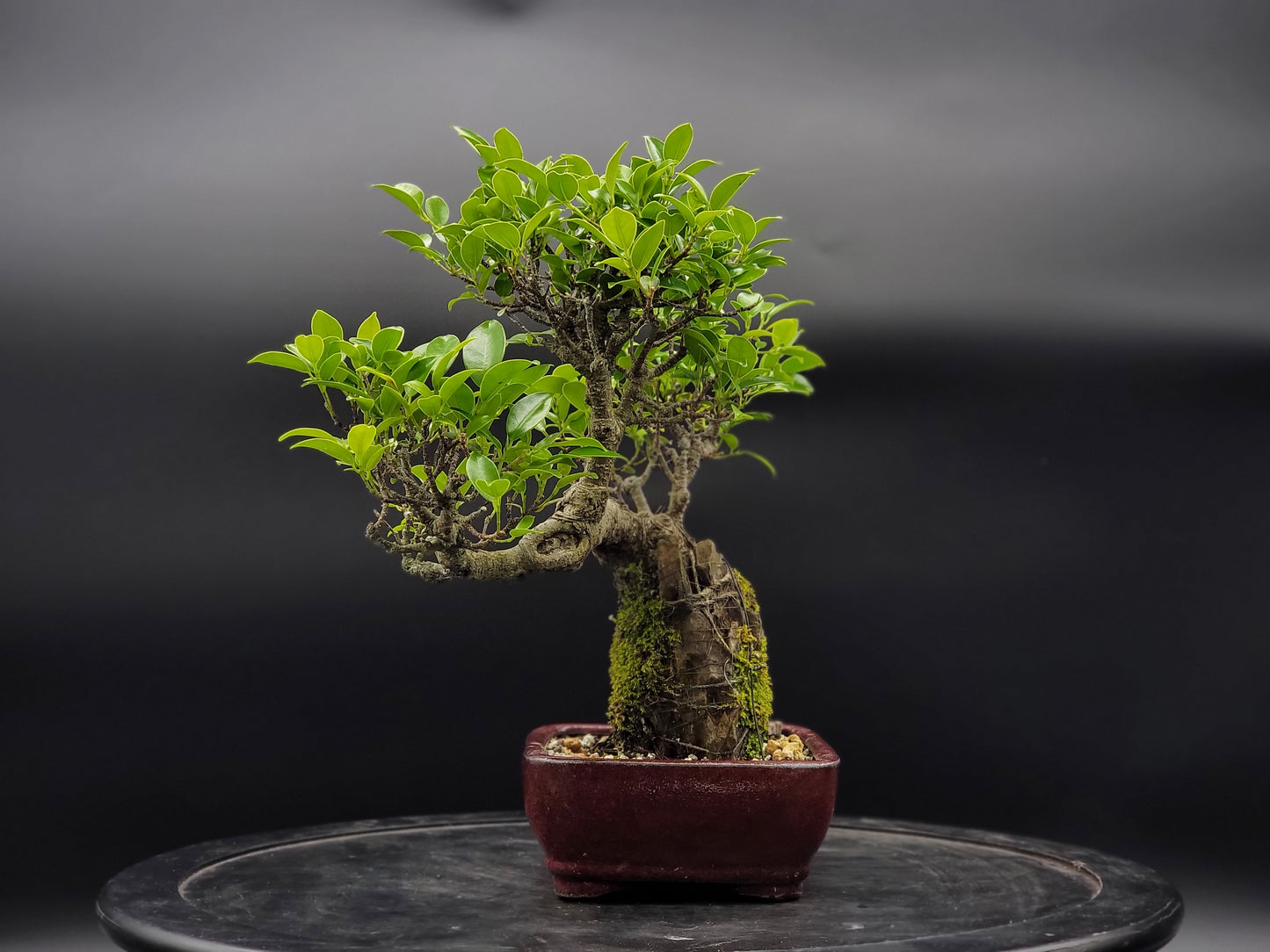 Tiger Bark Ficus ~15yrs old