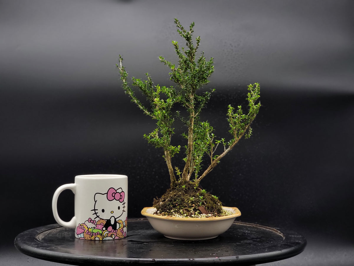 Collections – Hiko Bonsai